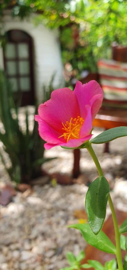 Pousada Jerimagia Jijoca de Jericoacoara Kültér fotó
